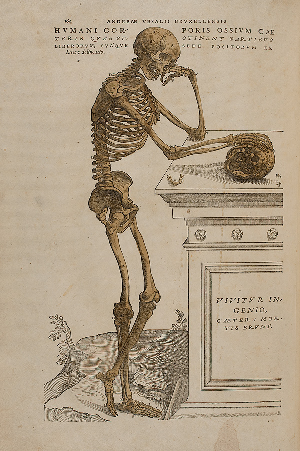 The Art Of The Fabrica Vesalius
